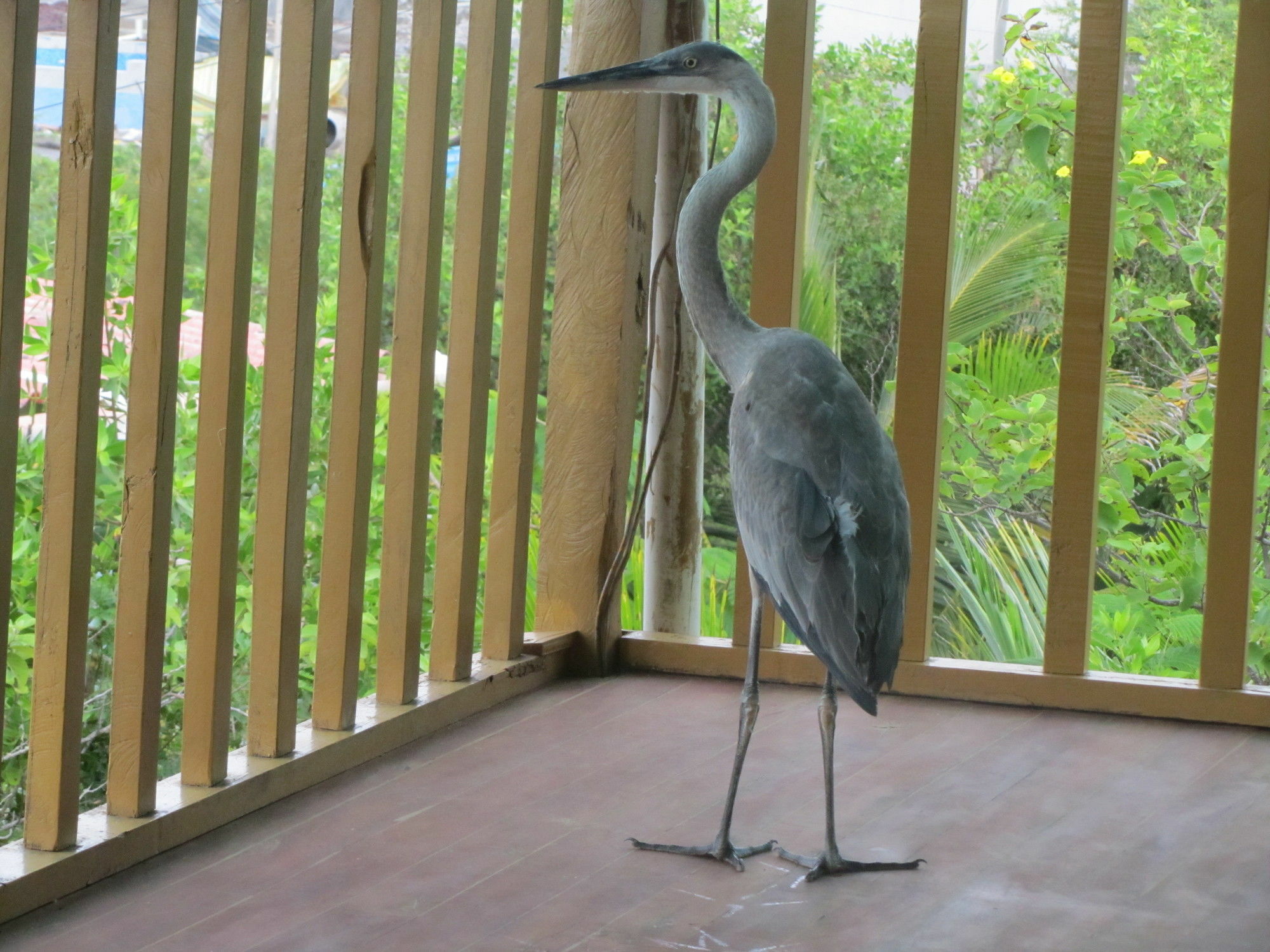 Galapagos Chalet Puerto Ayora  Buitenkant foto